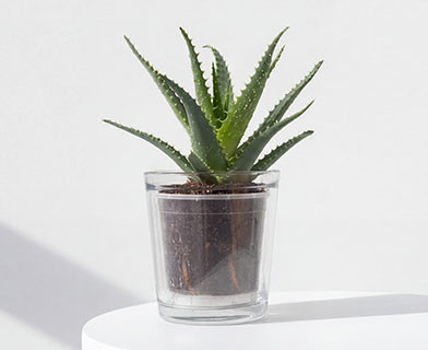 Osłonki na doniczki